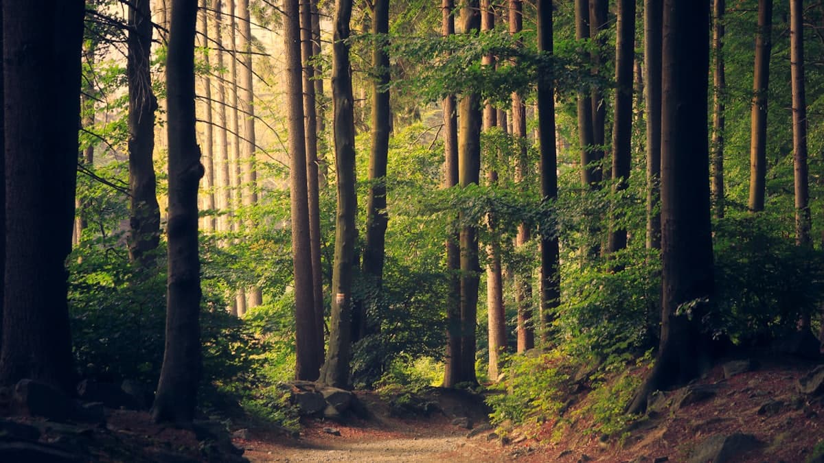 Birding Walk: Dawn Chorus