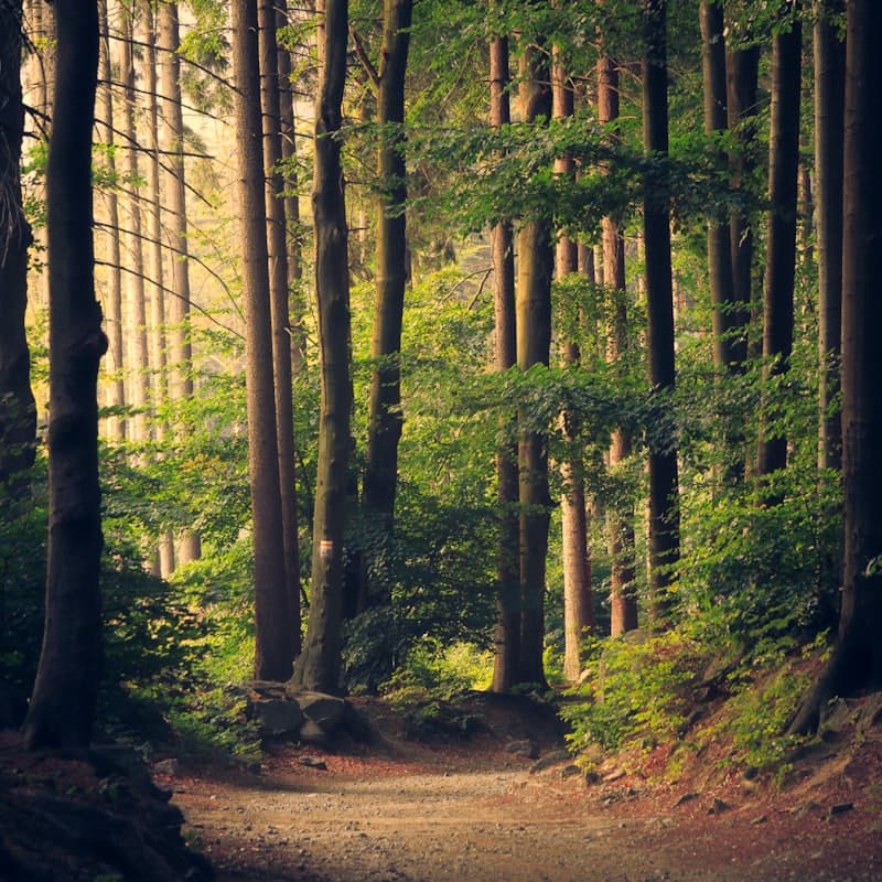 Birding Walk: Dawn Chorus — The space